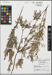 Foto von Salix repens subsp. rosmarinifolia (L.) Andersson